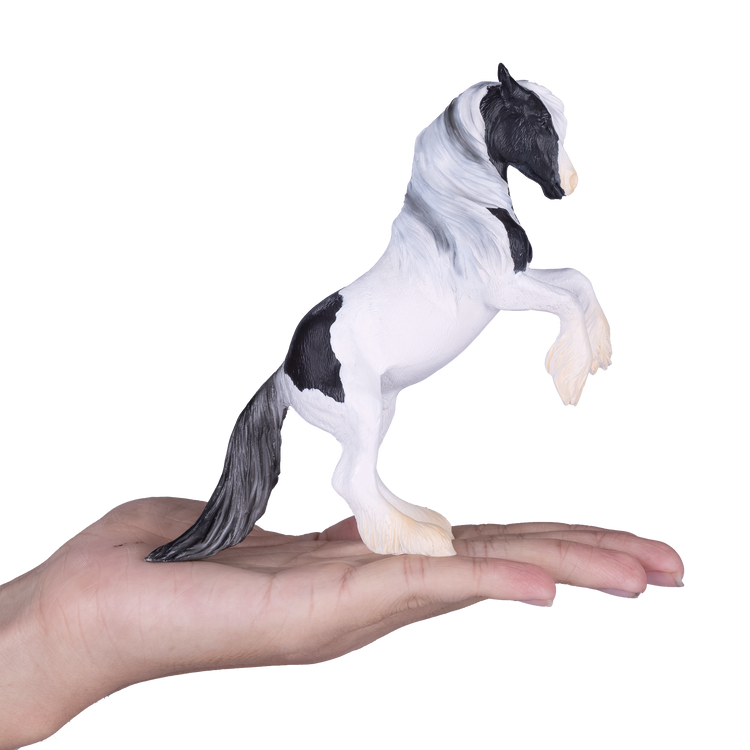 Irish Cob Stallion