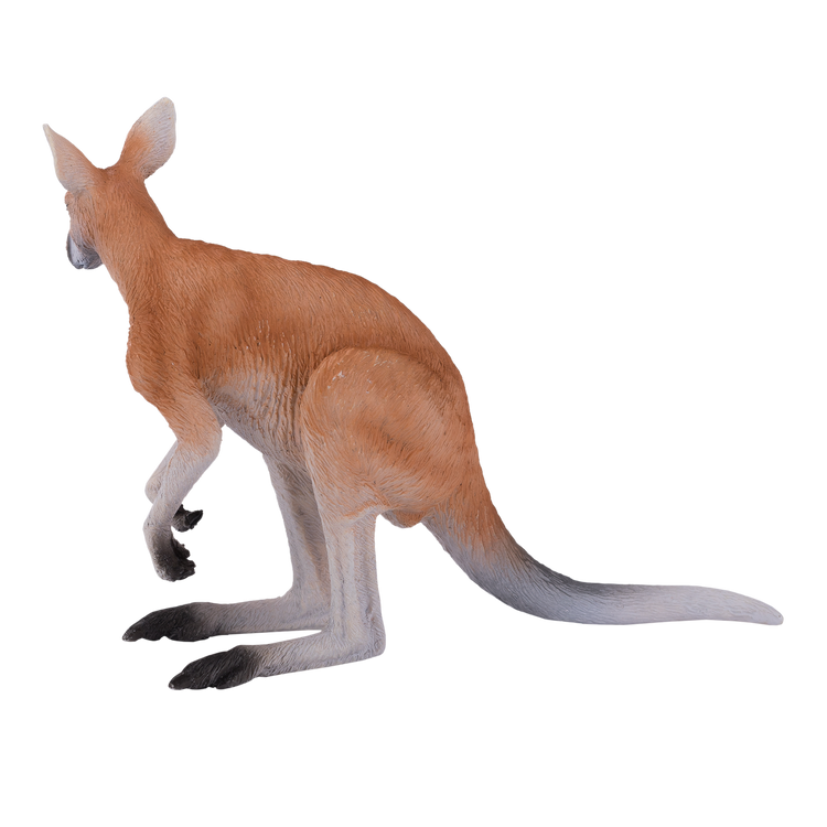 Kangaroo
