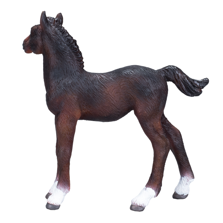 Hanoverian Foal Bay