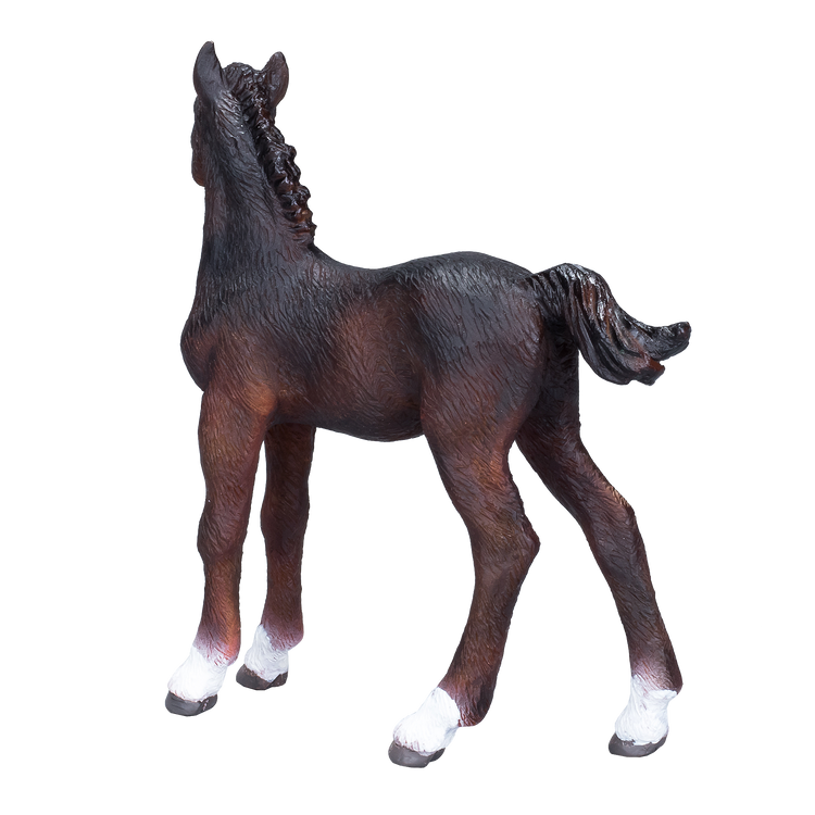Hanoverian Foal Bay