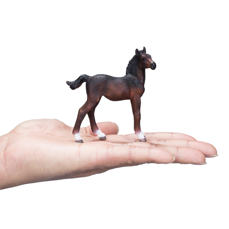 Hanoverian Foal Bay