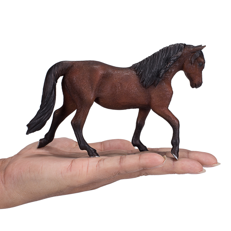 Morgan Stallion Bay