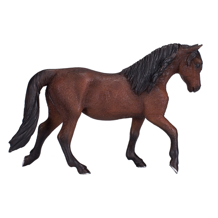 Morgan Stallion Bay