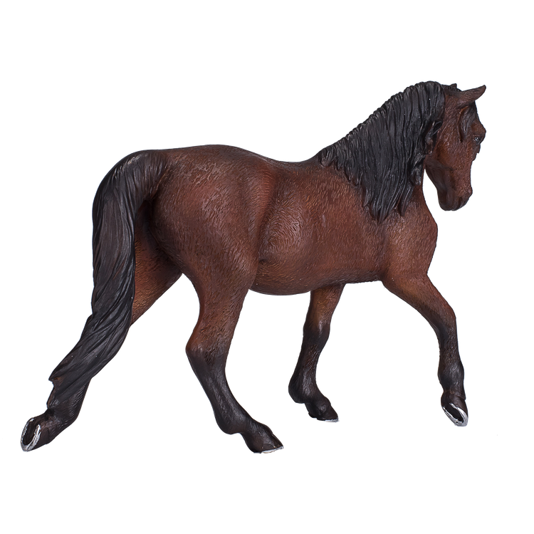 Morgan Stallion Bay