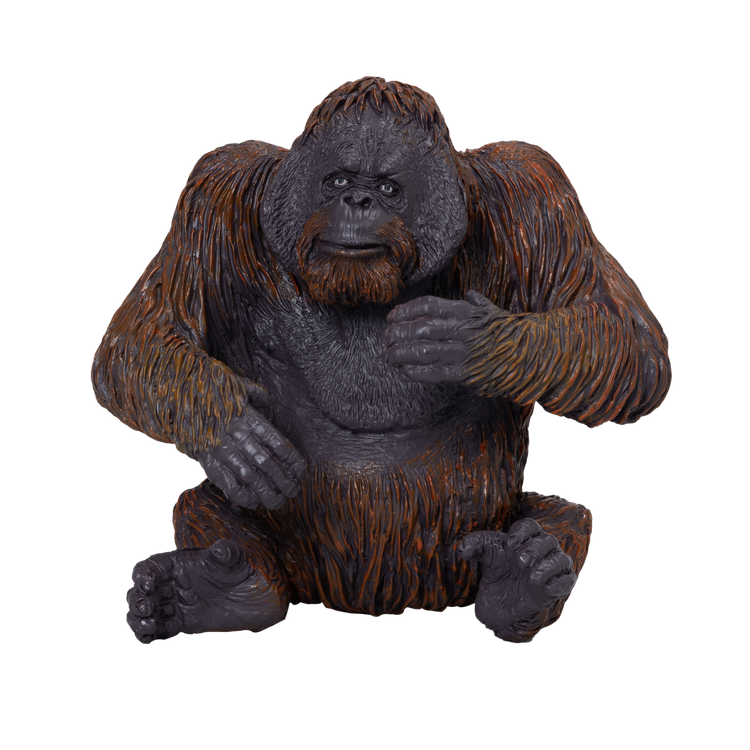 Orangutan