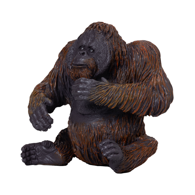Orangutan