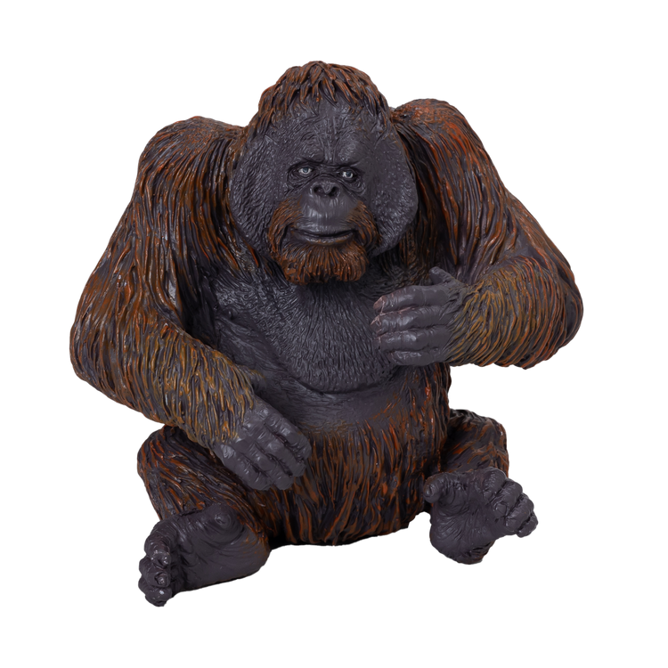 Orangutan