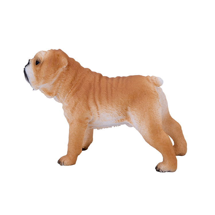 English Bulldog