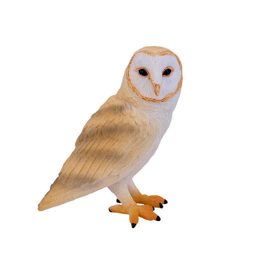 Barn Owl