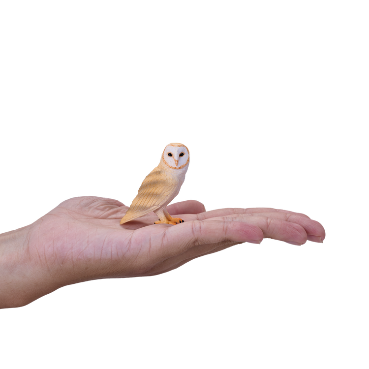 Barn Owl