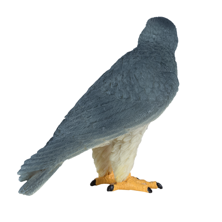 Peregrine Falcon