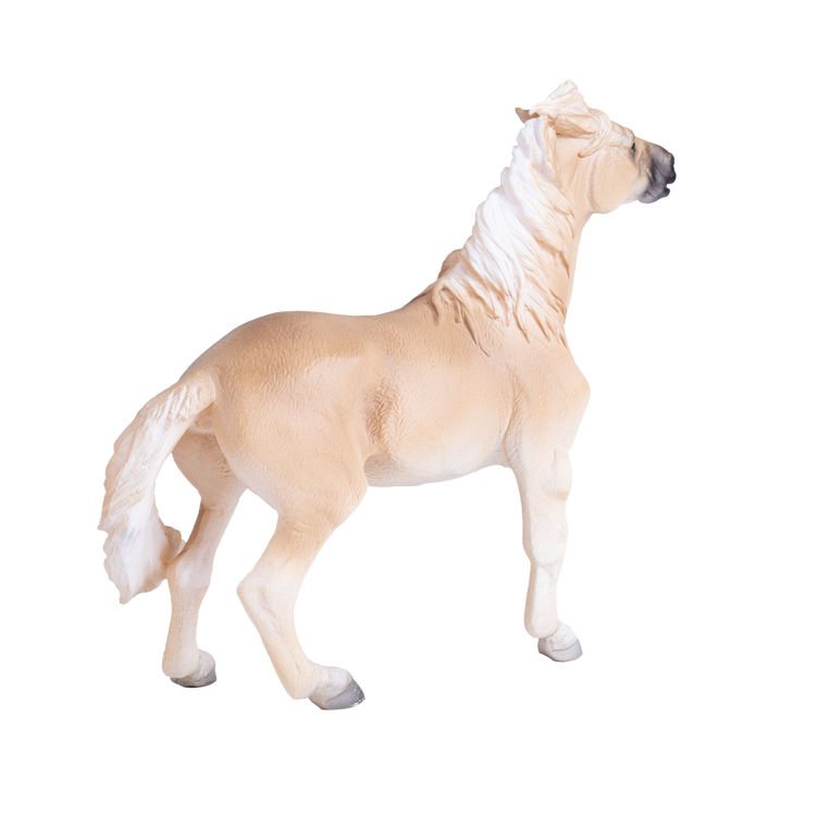 Brumby Mare