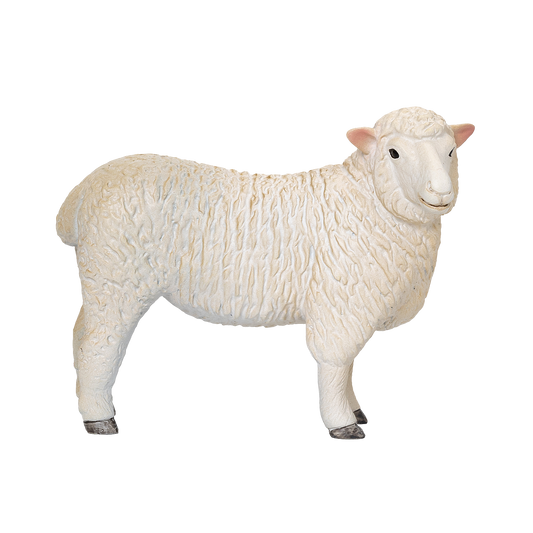 Romney Sheep Ewe