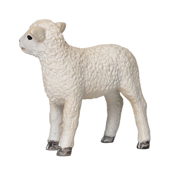 Romney Sheep Lamb Standing