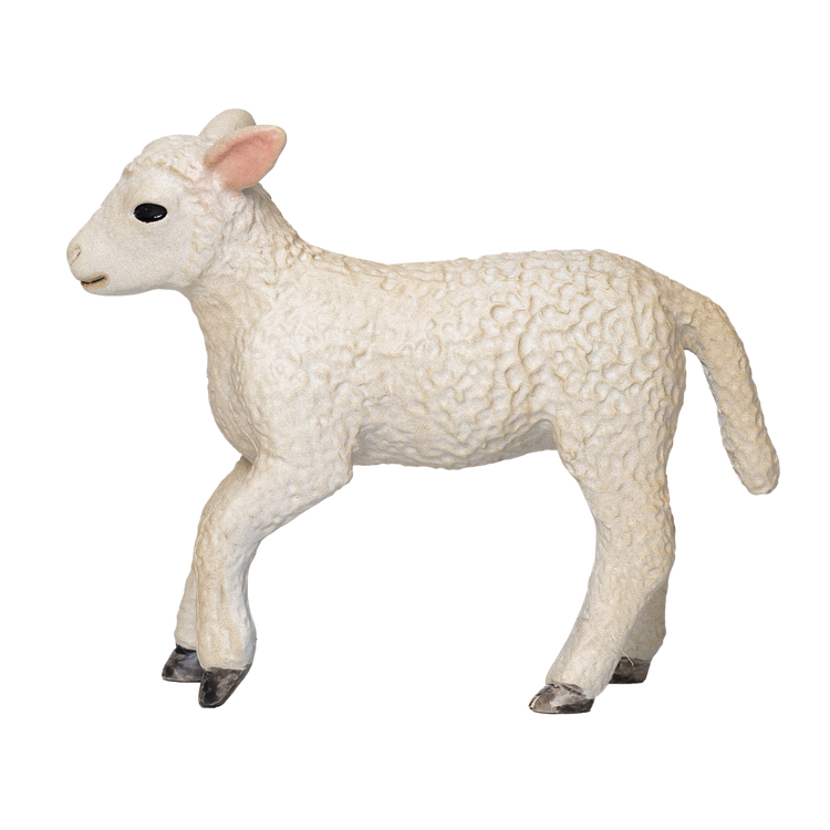 Romney Sheep Lamb Running