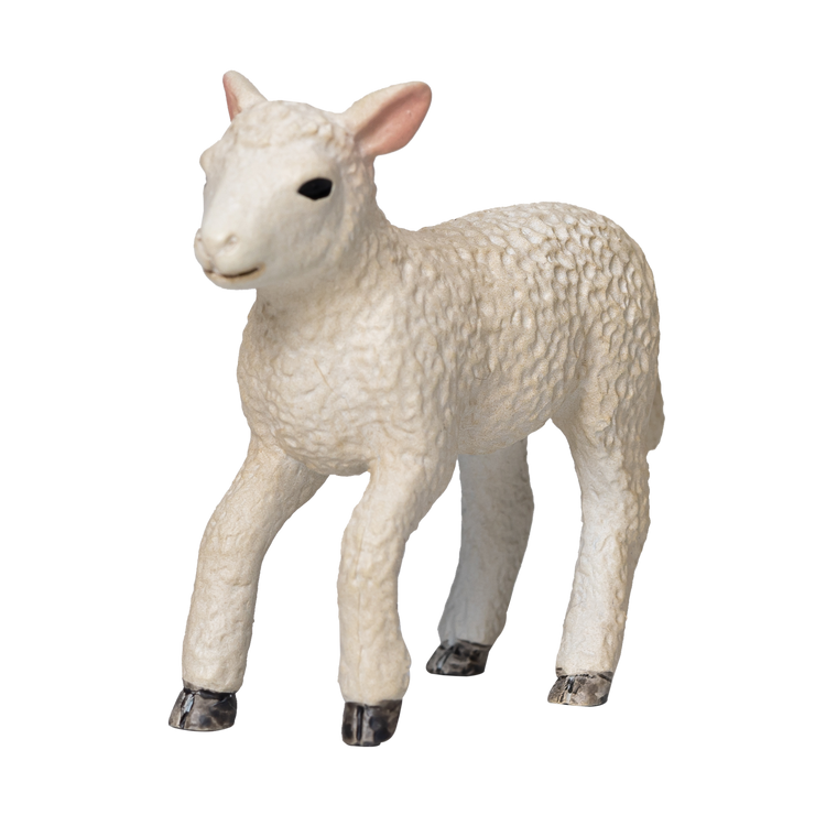 Romney Sheep Lamb Running