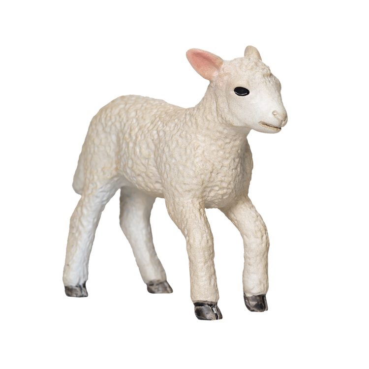 Romney Sheep Lamb Running