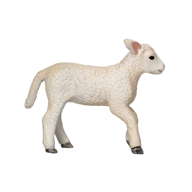 Romney Sheep Lamb Running