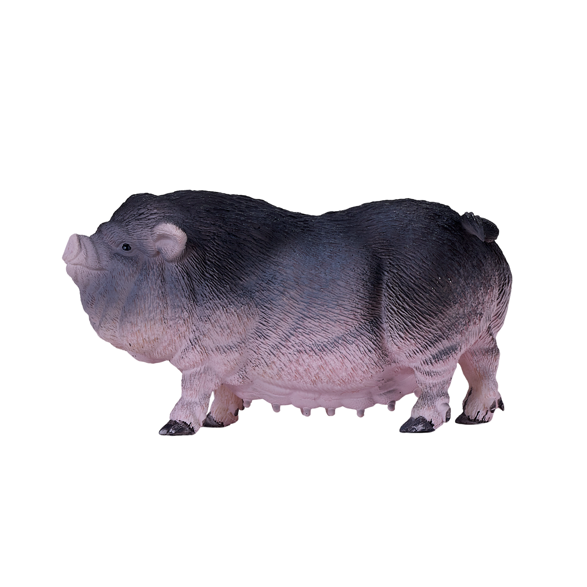 ミニブタ（ポットベリー・ピッグ ）頭骨（大）オス ★ NO.3 ミニブタ（ポットベリー・ピッグ ）頭骨（大）オス ☆ NO.3 ポット