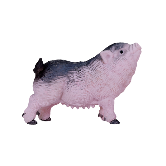 Pot Bellied Piglet