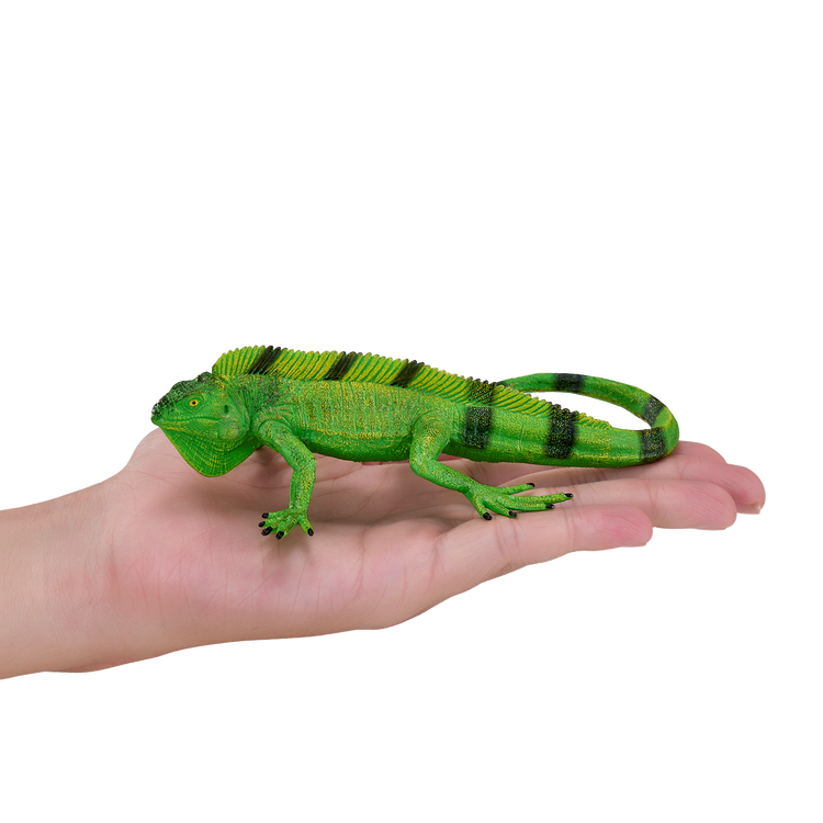 Iguana