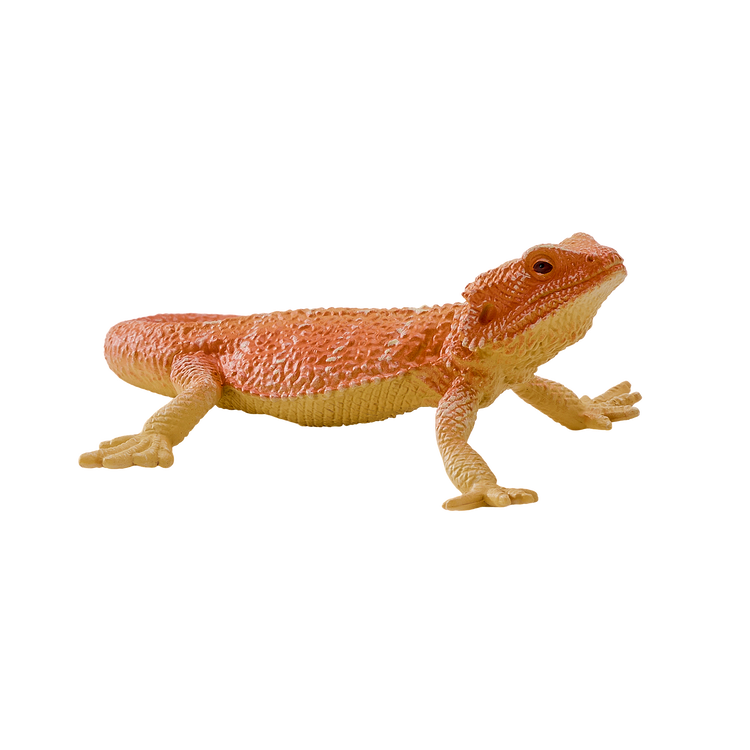 Bearded Dragon