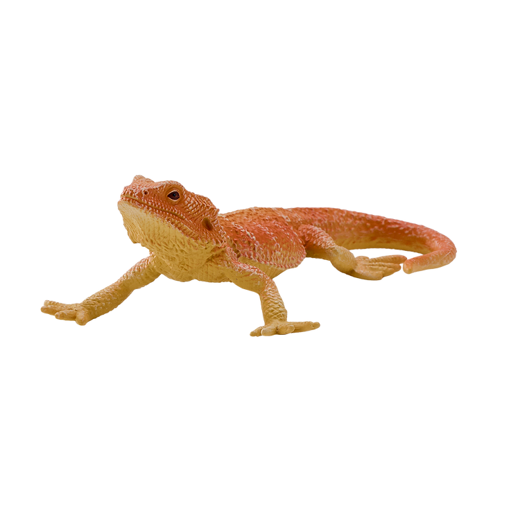 Bearded Dragon