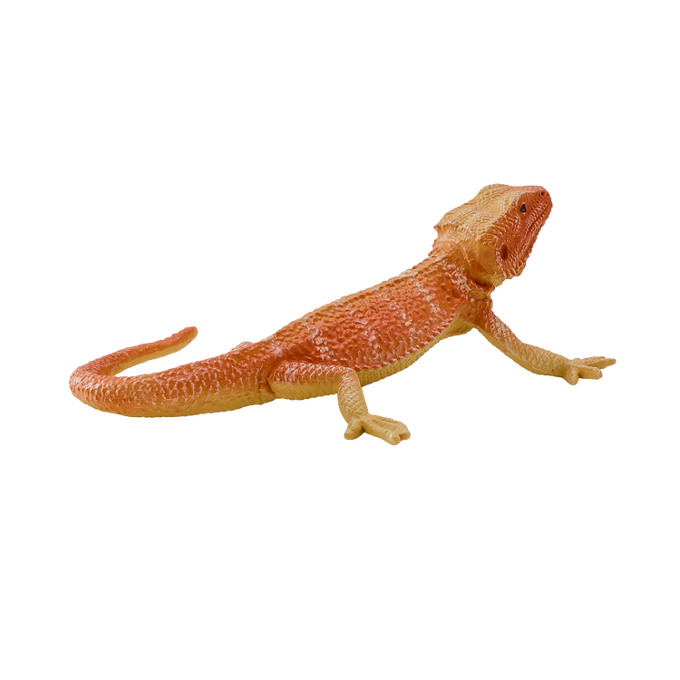 Bearded Dragon