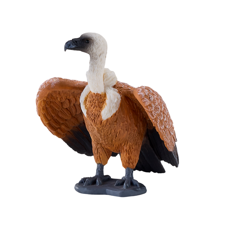 Griffon Vulture