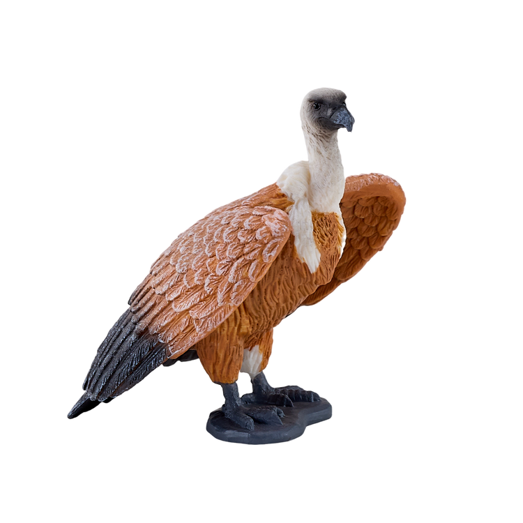 Griffon Vulture