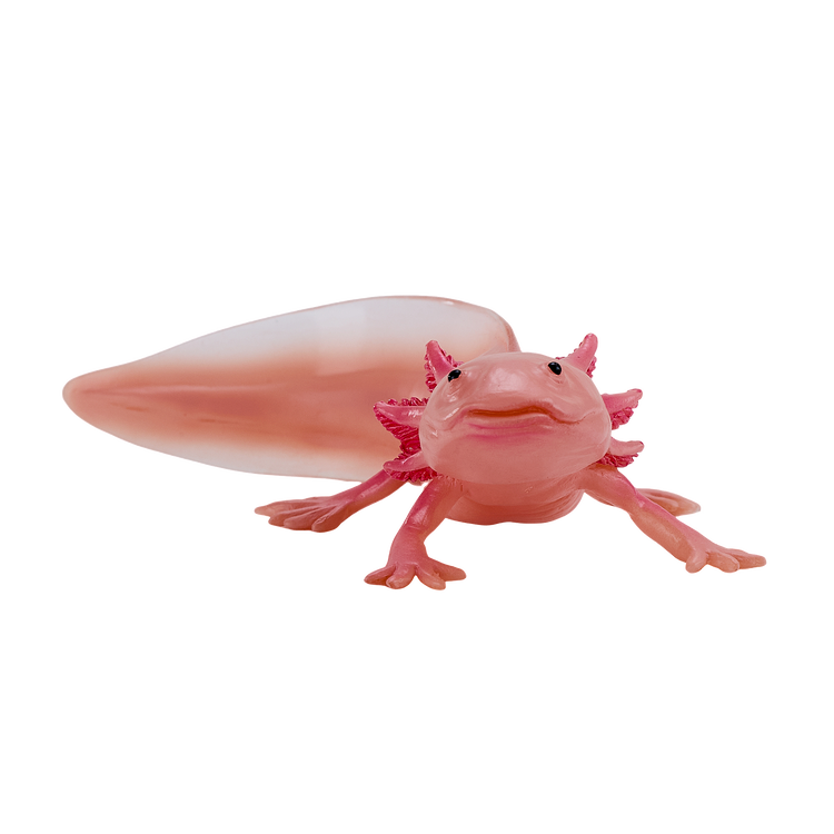Axolotl