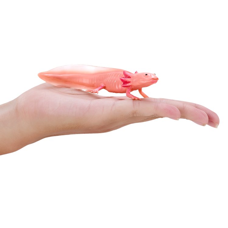 Axolotl