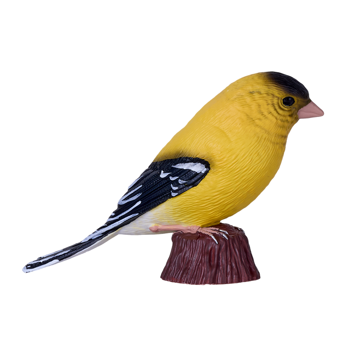American Goldfinch