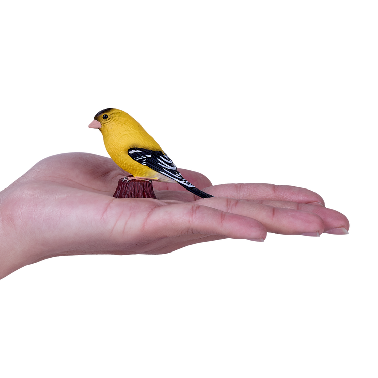 American Goldfinch