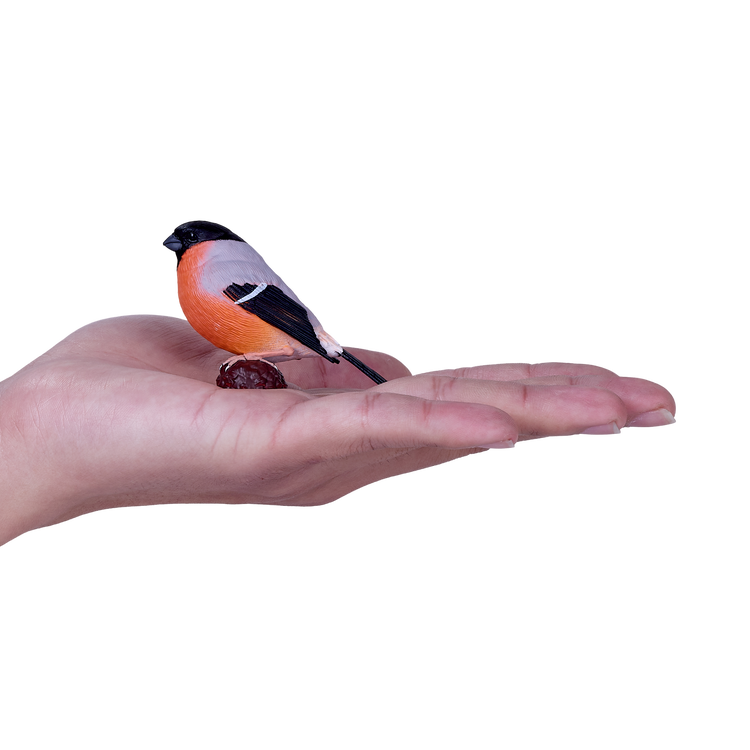 Bullfinch