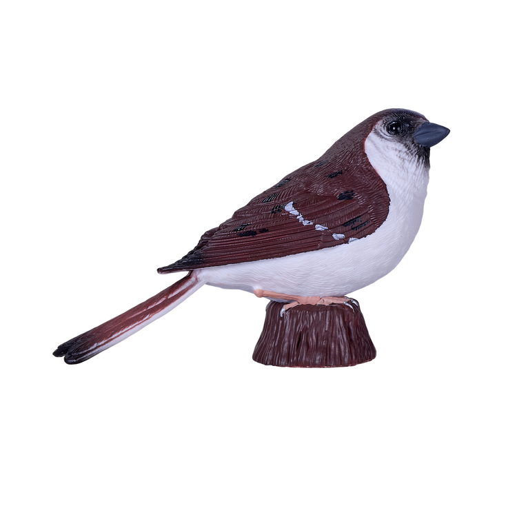 House Sparrow