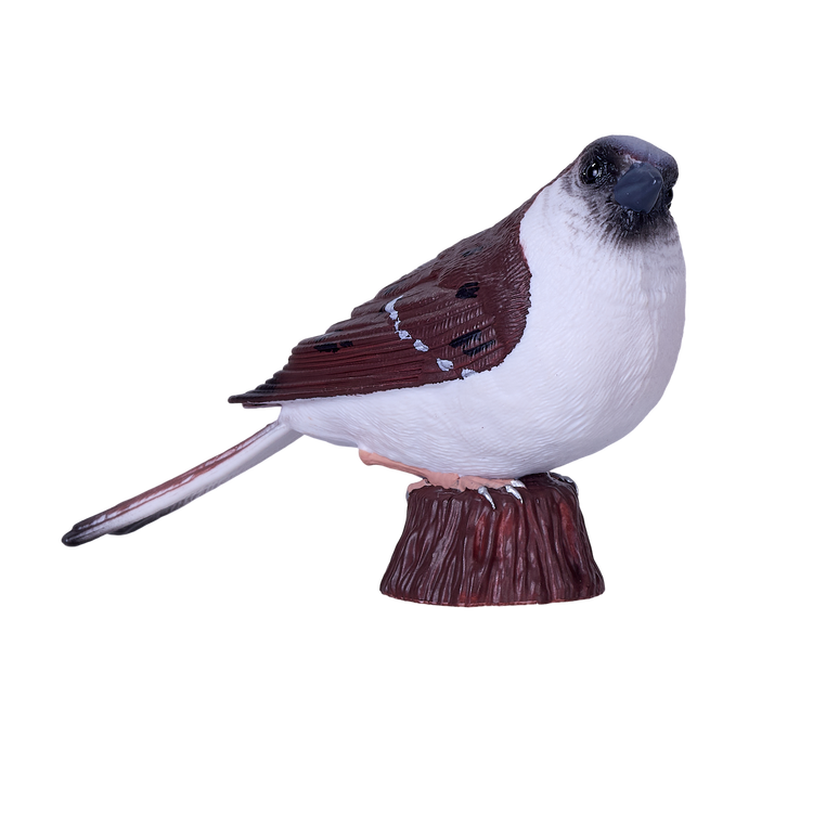 House Sparrow