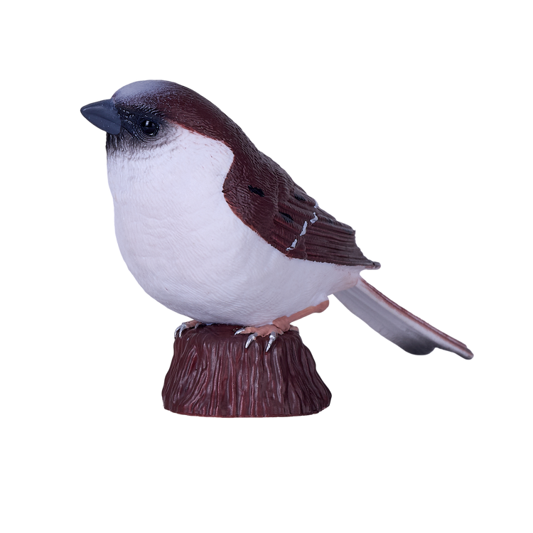 House Sparrow
