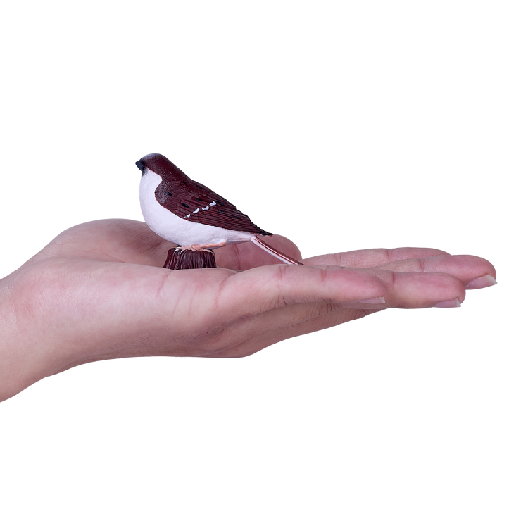 House Sparrow