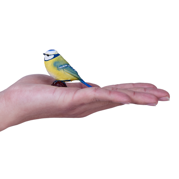 Blue Tit