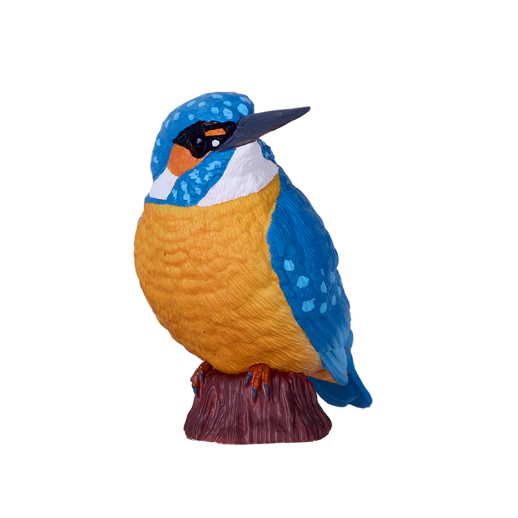 Common Kingfisher