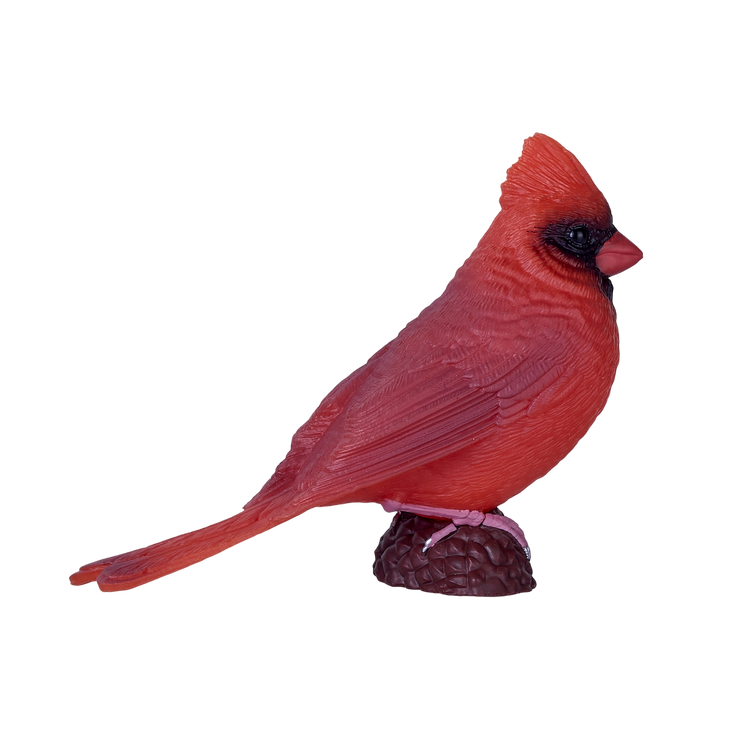 Red Cardinal