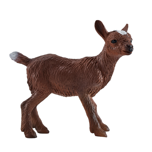 Kid Goat