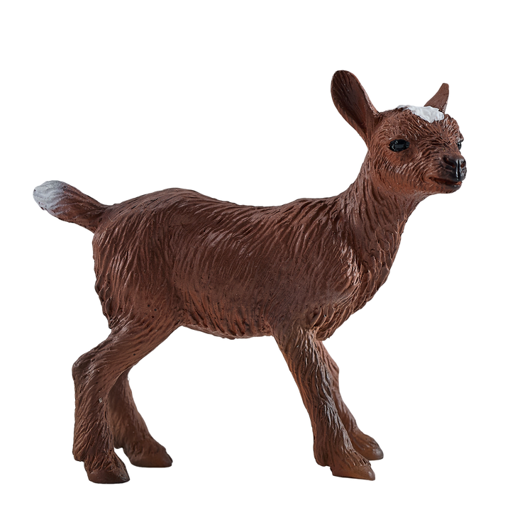 Kid Goat