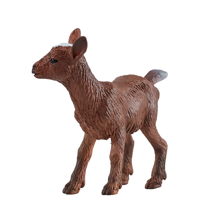 Kid Goat