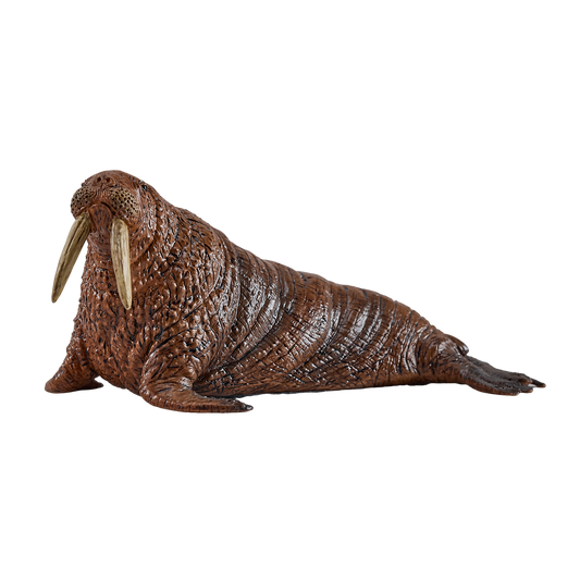 Walrus