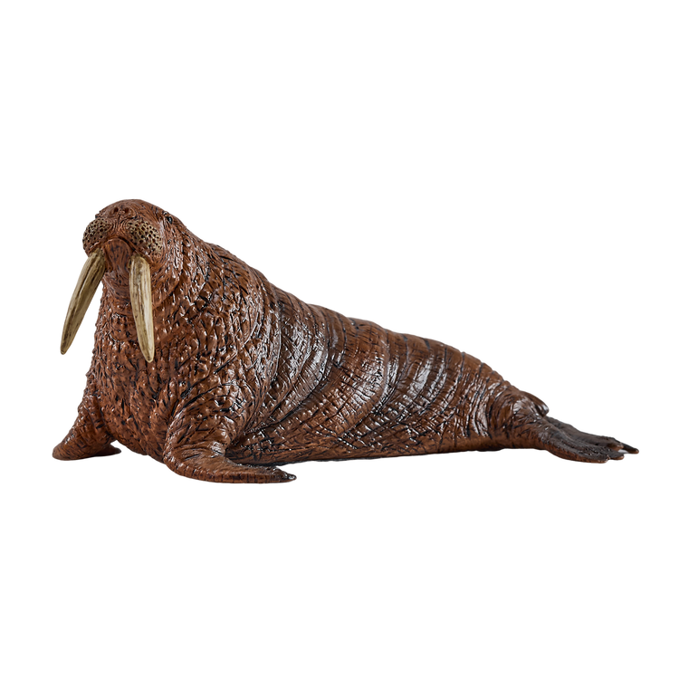 Walrus