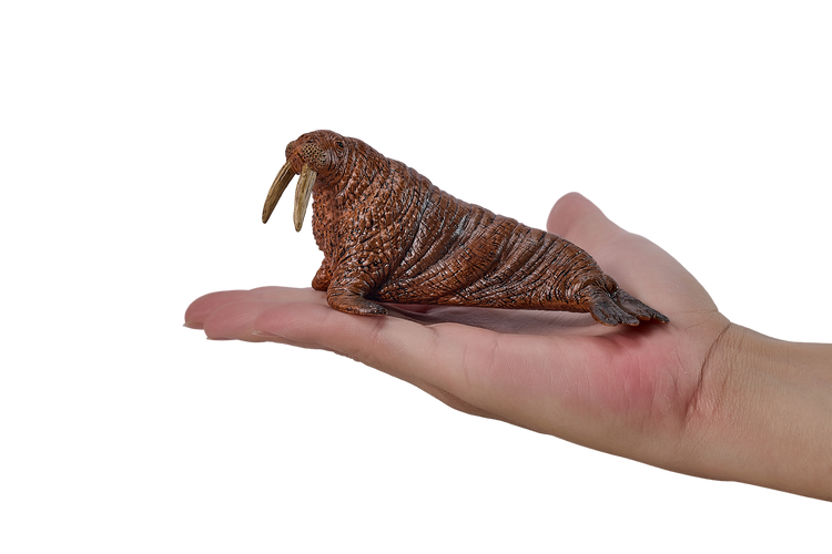 Walrus