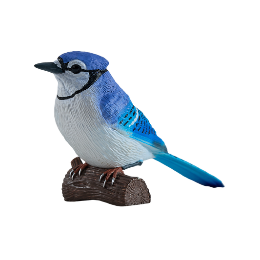 Blue Jay