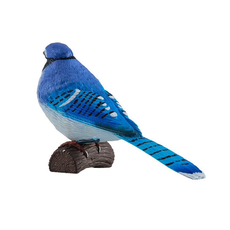 Blue Jay